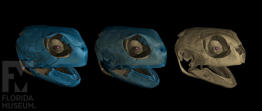 FloridaMuseum's tweet photo. Museum Resource 🐢 Digital Imaging Division
Yes, it's #Friyay! This green sea turtle from our collection was scanned by @jaimiAgray for #oVertTCN.
Species: Chelonia mydas
Specimen: # UF 51413
👉 Browse the gallery: https://t.co/Rq5DuRsoJz
🔗 MorphoSource link on specimen page https://t.co/v4Fnk01lIm