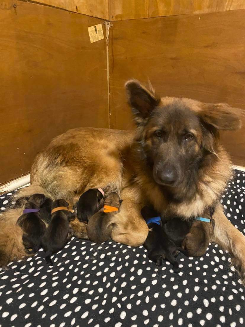 DogsGsd's tweet image. My girl bubbles... litter of 10...