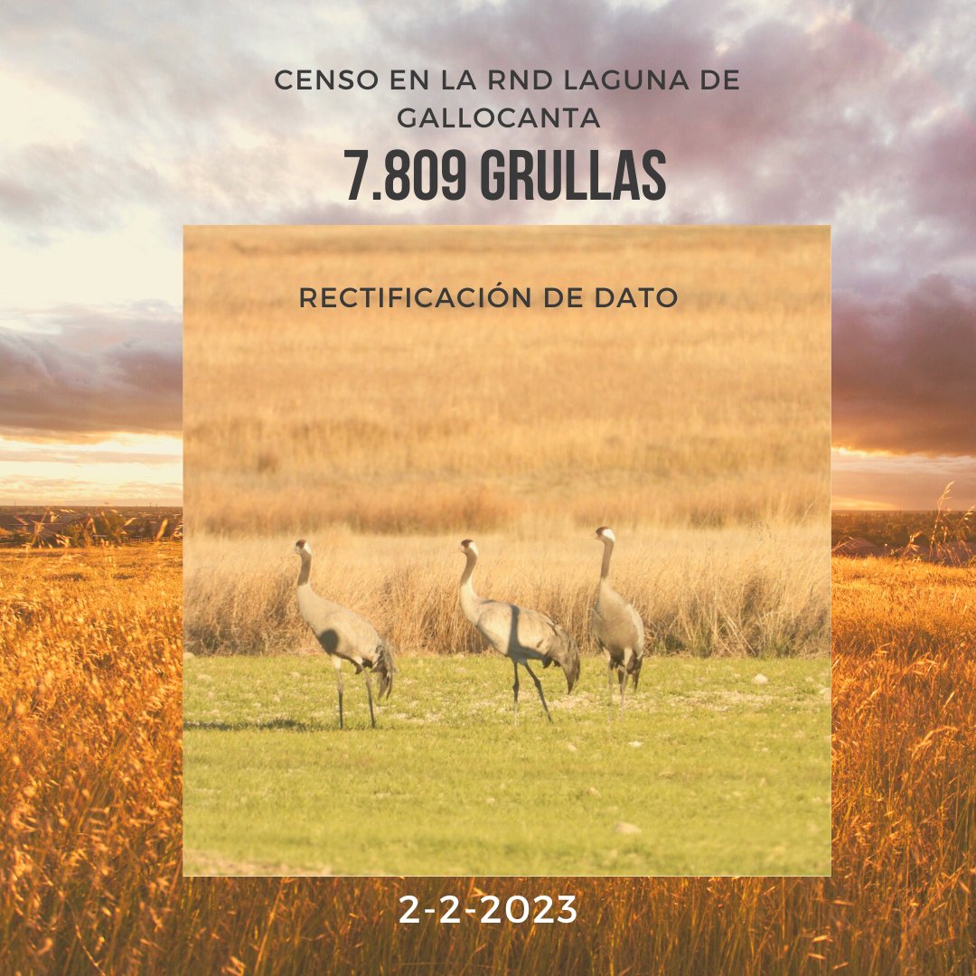 Rectificación de la cifra del censo tras repaso de datos.
#lagunadegallocanta #grullas