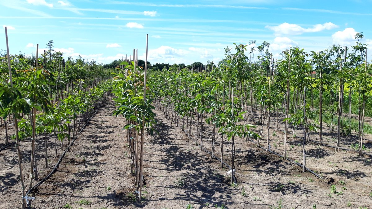 🌱ReForest partner Inagro installed the agroforestry living lab in Belgium to study the impact of trees on soil, water, microclimate&biodiversity, and to determine the profitability of the agroforestry system #Agriculture #Sustainability linkedin.com/posts/agrofore… @InagroBeitem