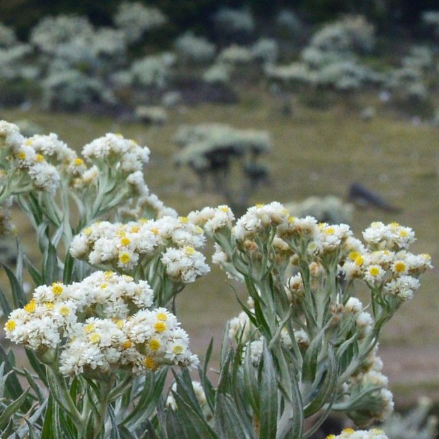 yat_s33's tweet photo. @eigeradventure Alun-alun Surya Kencana, TNGGP https://t.co/vZTXsRBL37