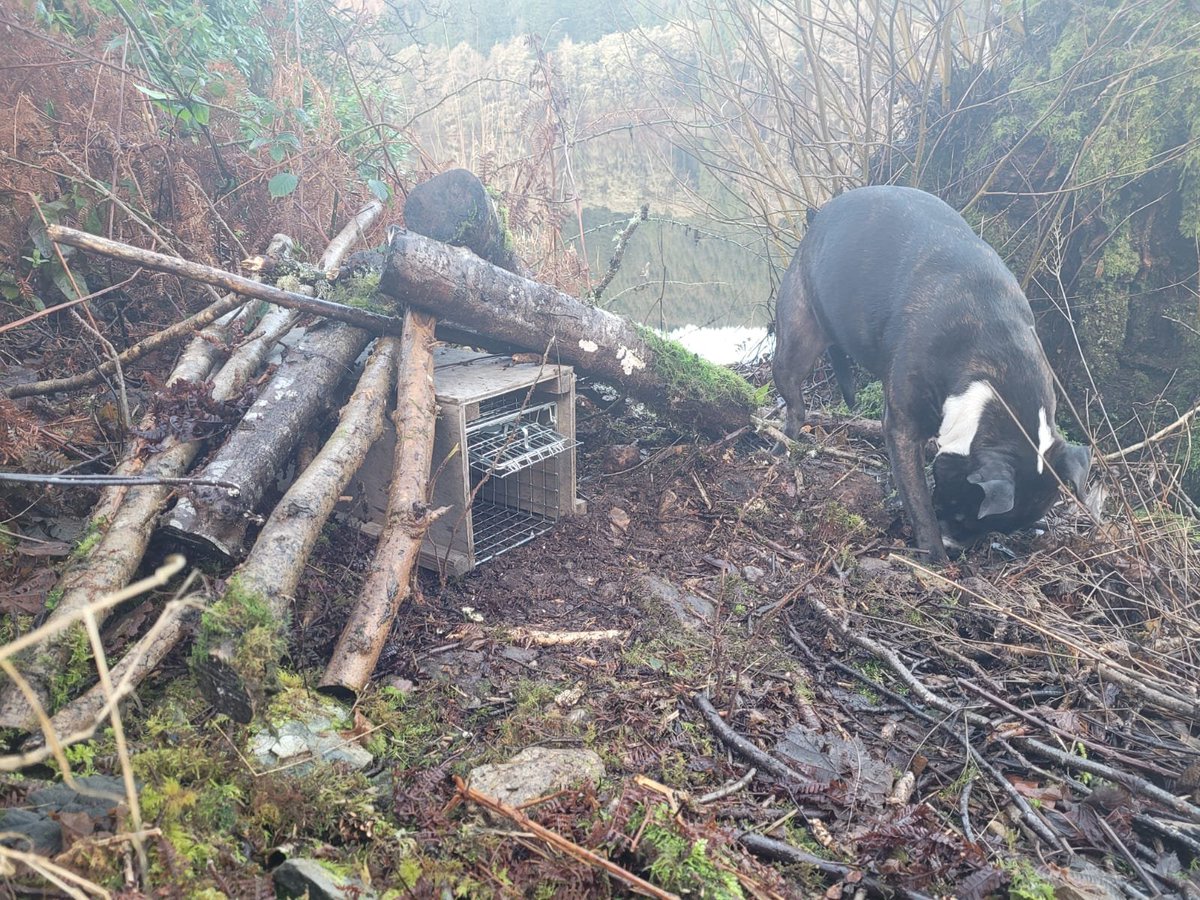 In response to a recent Mink sighting our latest volunteer aided by Lou the dog put out a new trap. Fingers crossed! <a href="/SISI_project/">Scottish Invasive Species Initiative</a> <a href="/nature_scot/">Former NatureScot account</a> <a href="/HeritageFundSCO/">The National Lottery Heritage Fund Scotland</a> <a href="/HeritageFundUK/">The National Lottery Heritage Fund</a>  #Invasive #NonNatives