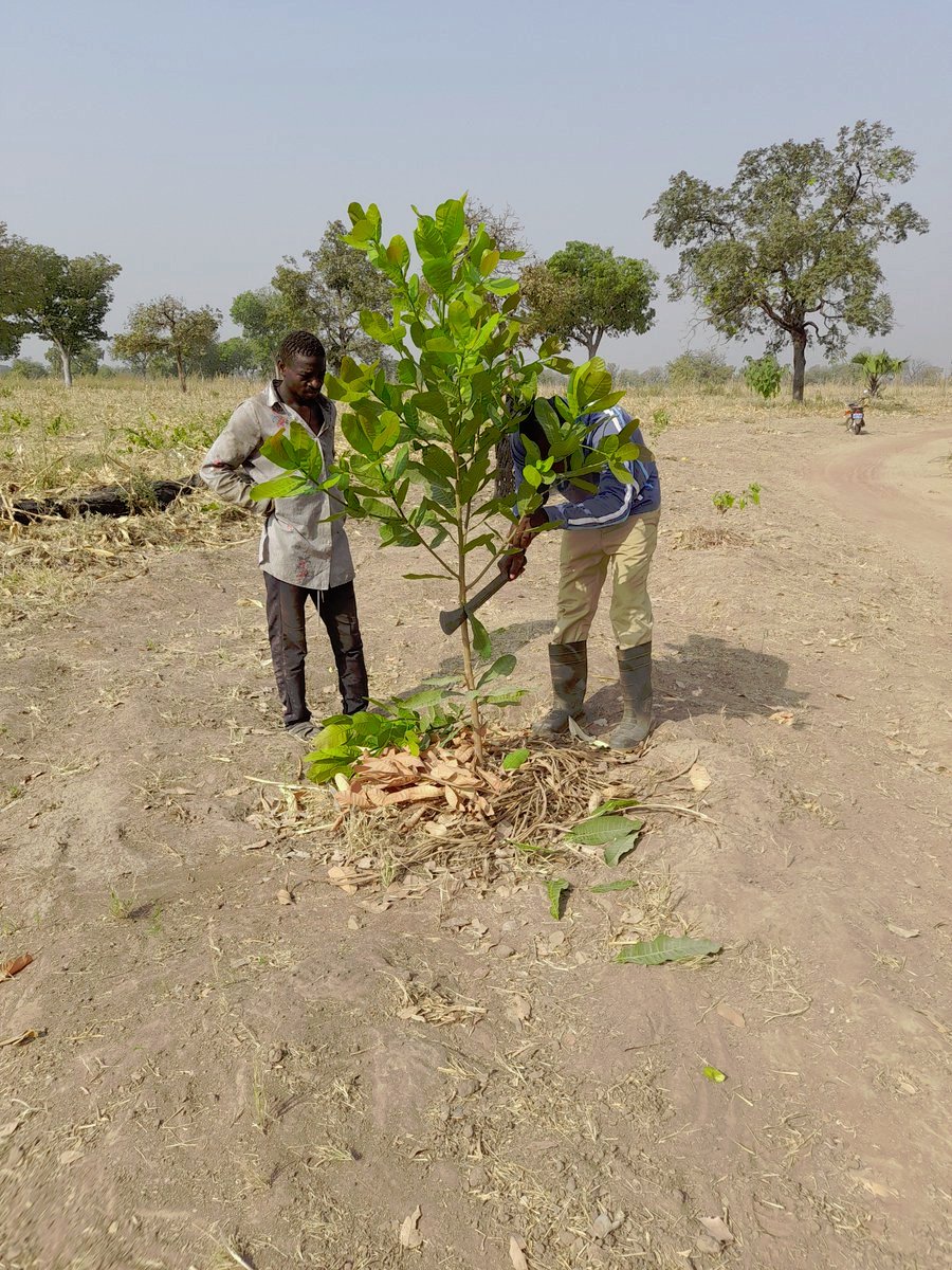 circbioalliance's tweet photo. A thorough report from our #CBALivingLab in Ghana by @NGP_TechAssist on their feed here on twitter or at: https://t.co/eTJs4Ws5GU https://t.co/s3LsTIWJL4
