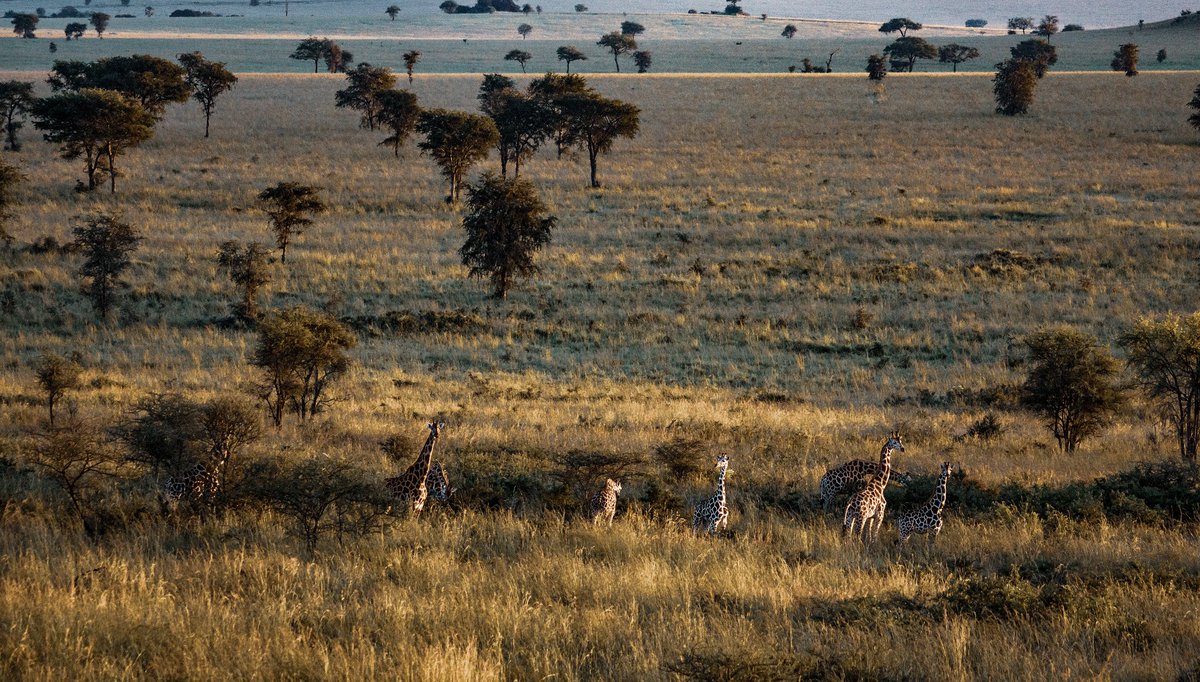 The Valley of Giants.

#agesafaris 
#exploreuganda
#visituganda
#uniquelyours