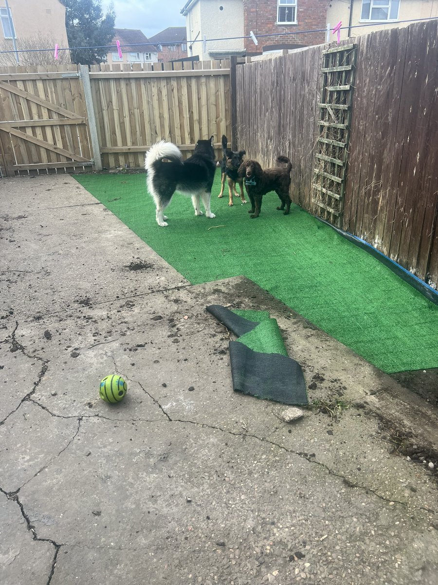 So got sick of having clean my house of mud every time the dogs go outside. So as I’m putting down the cheap artificial grass the dogs come out and seem to be plotting something 😂 it’s almost like Coco spots me and is like hey boys he watching 😂😂