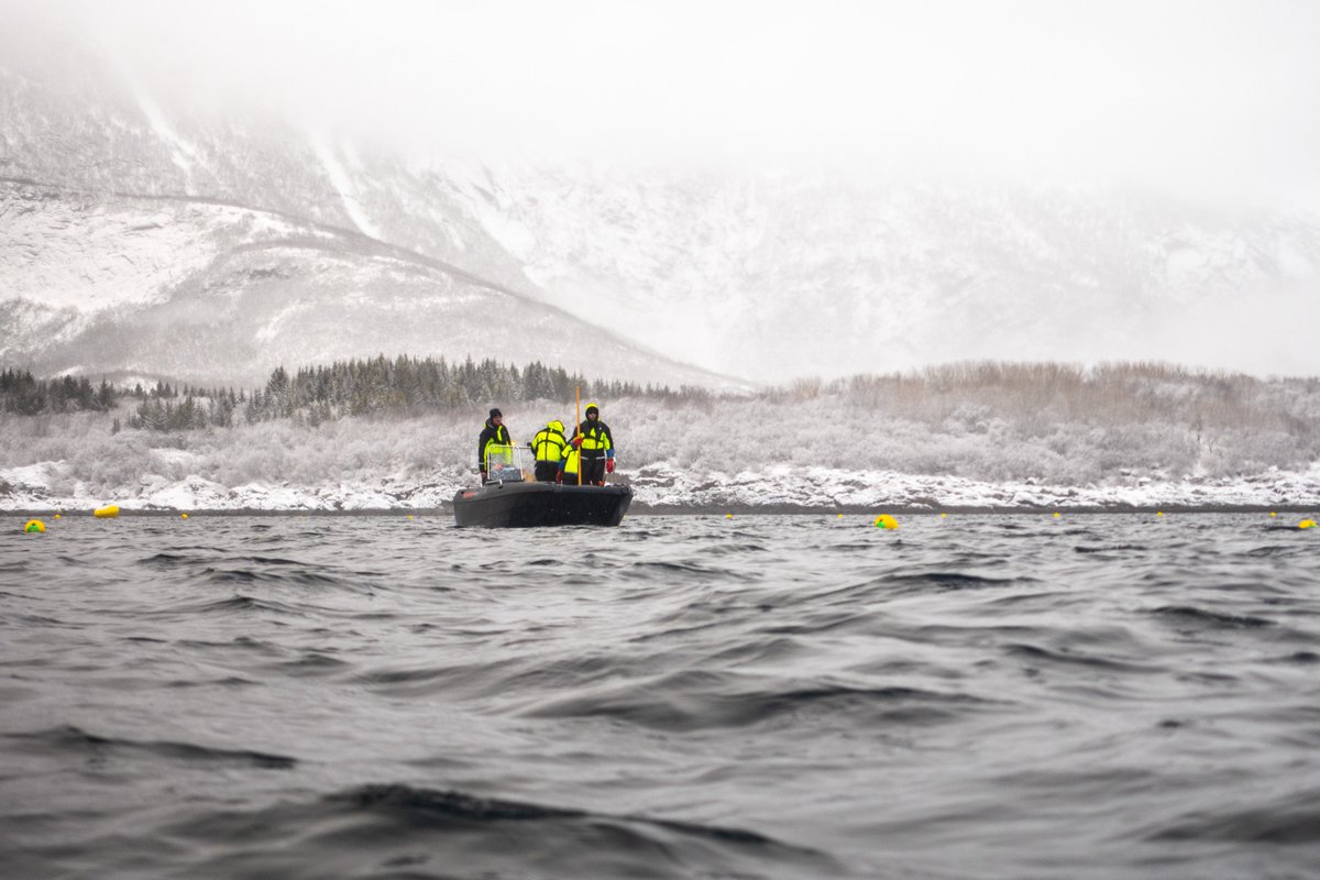 kelpinorNO's tweet photo. We have just completed the launching of 12 kilometers of kelp seedlings - now growing at sea for the next five months 🌱 https://t.co/heNfZO1qRH
