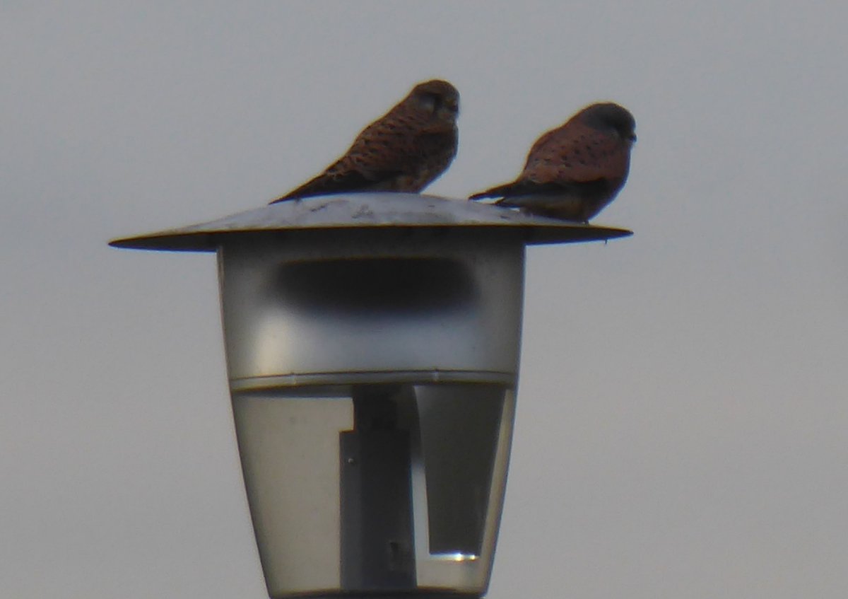 Anne Edwards (@annieedwardsjic) on Twitter photo On a lamp post made for two. A pair of kestrels check out the car park <a href="/JohnInnesCentre/">John Innes Centre</a> <a href="/NorwichResearch/">Norwich Research Park</a> On a lamp post made for two. A pair of kestrels check out the car park <a href="/JohnInnesCentre/">John Innes Centre</a> <a href="/NorwichResearch/">Norwich Research Park</a>