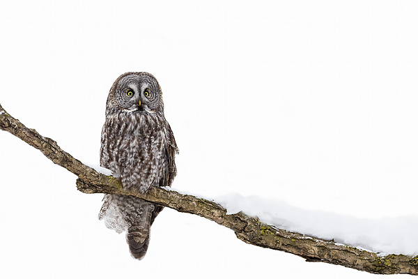 MirceaCostina's tweet photo. New artwork for sale! - "Great Grey Owl in winter " - https://t.co/Cb8dq9j18Z @fineartamerica https://t.co/eeGDSYWnTG