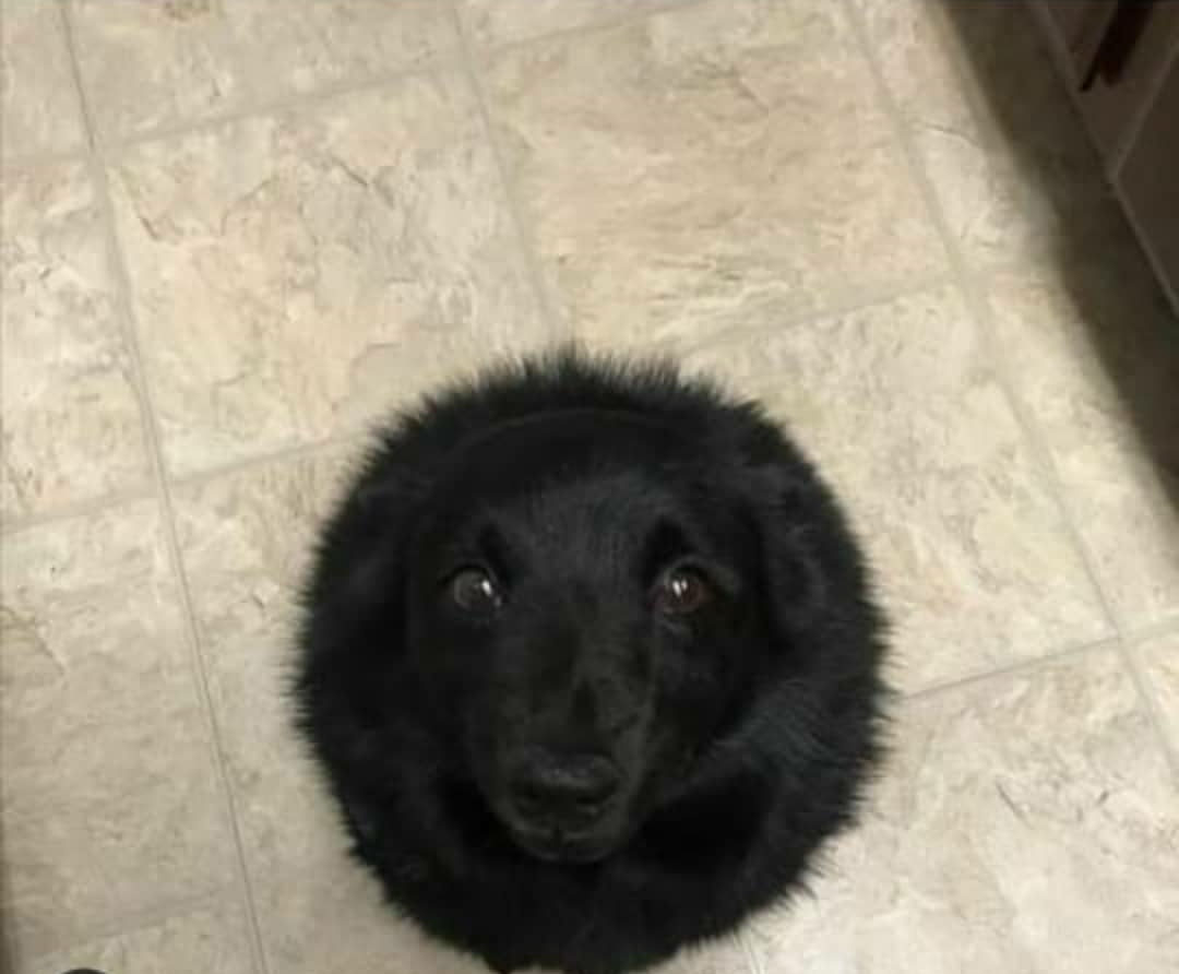 Cuenta la leyenda que cuando cae comida al suelo, un agujero negro se la traga al instante. 

El agujero negro: