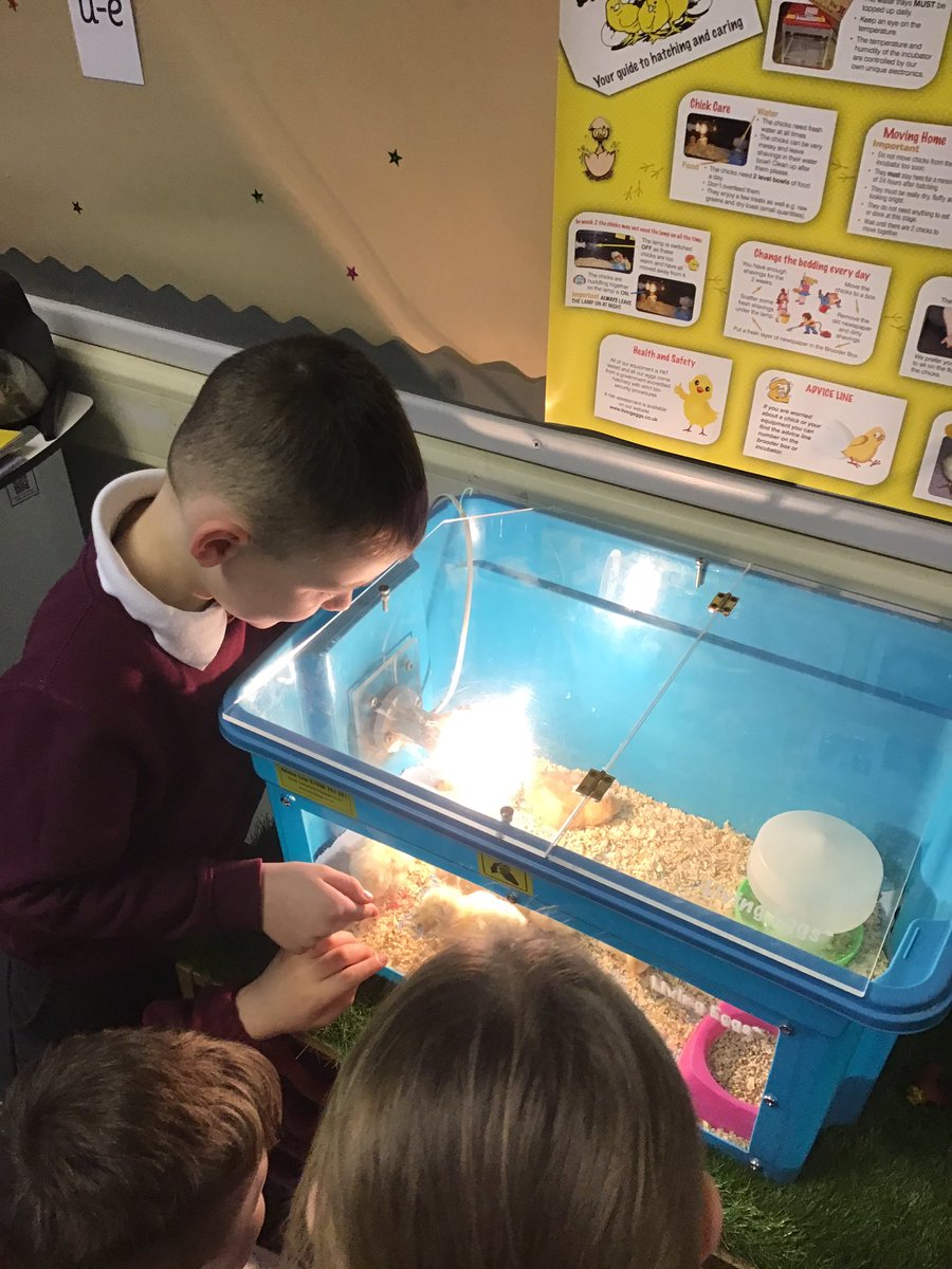 MrsEmmaThompson's tweet photo. We have loved watching our chicks hatch and grow this week. We’ve learnt so much about their lifecycle firsthand 🐣🐥 #MoorsidePA #MoorsidePAScience https://t.co/Ul2MyXet4a