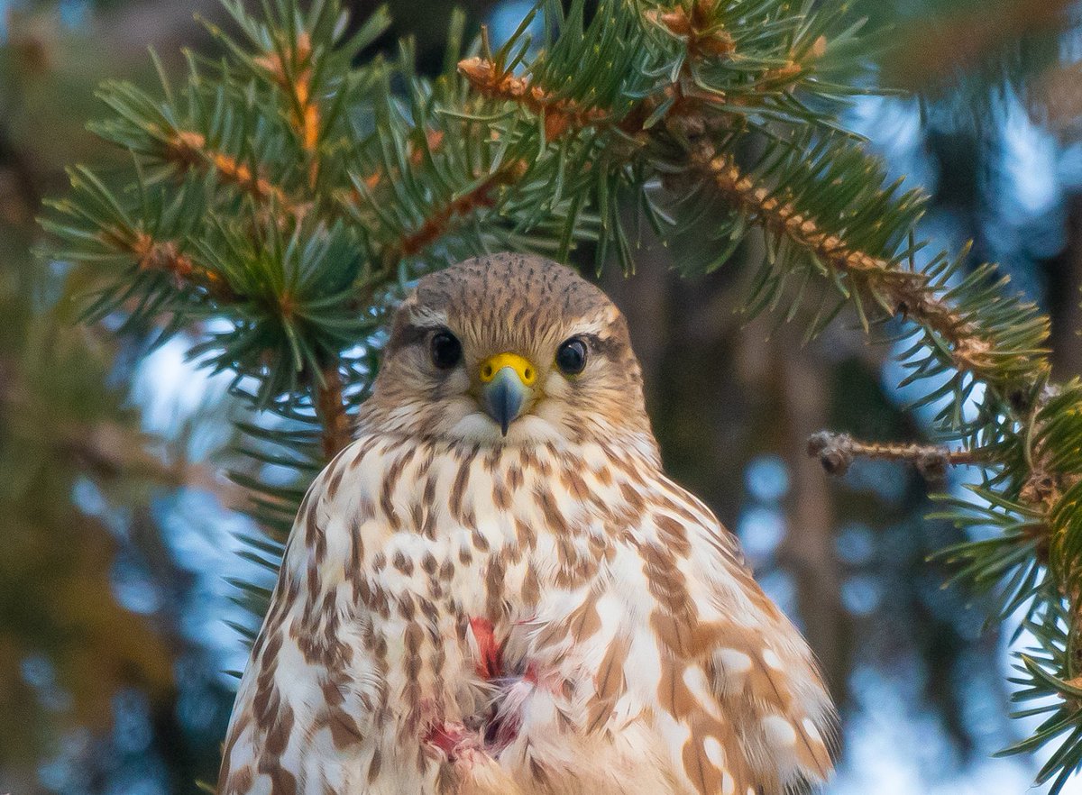 birddnerd's tweet image. Friday mood... #Merlin #Bird #Birds