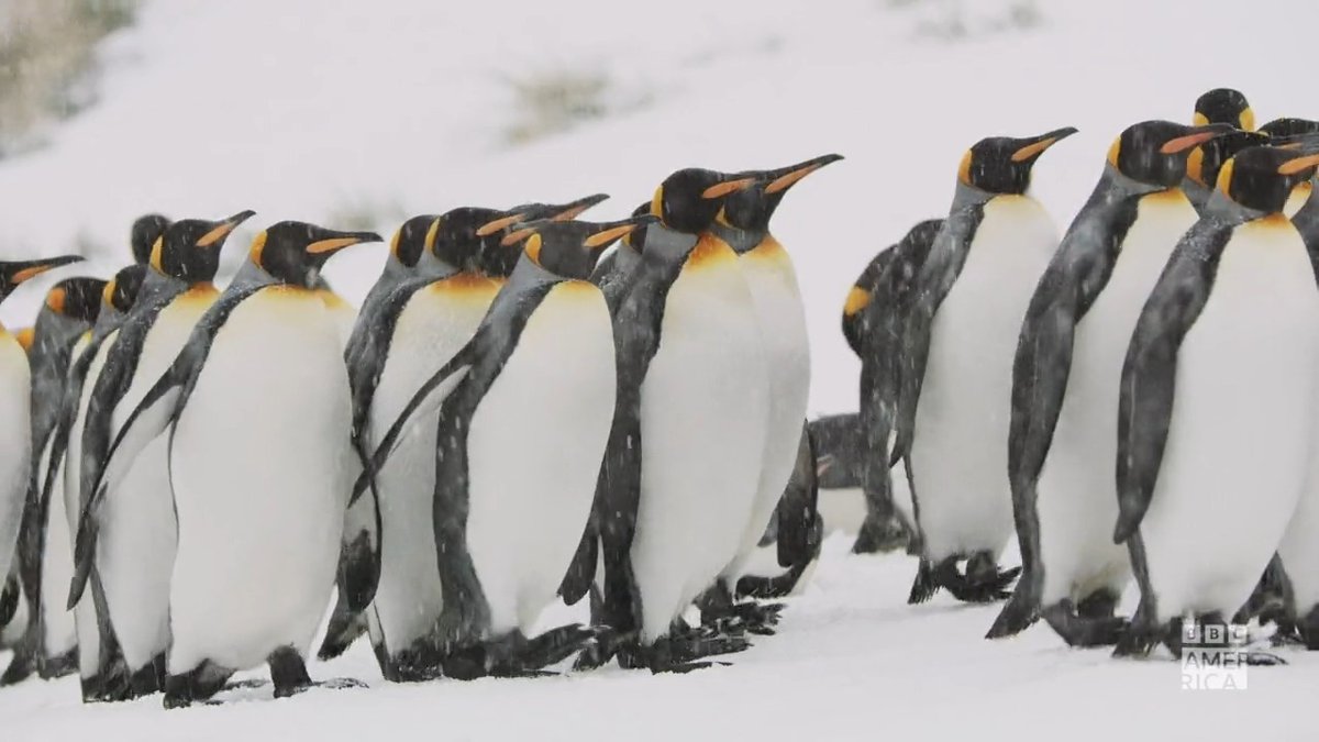 BBC America on Twitter: "It's not easy being a penguin parent, but they