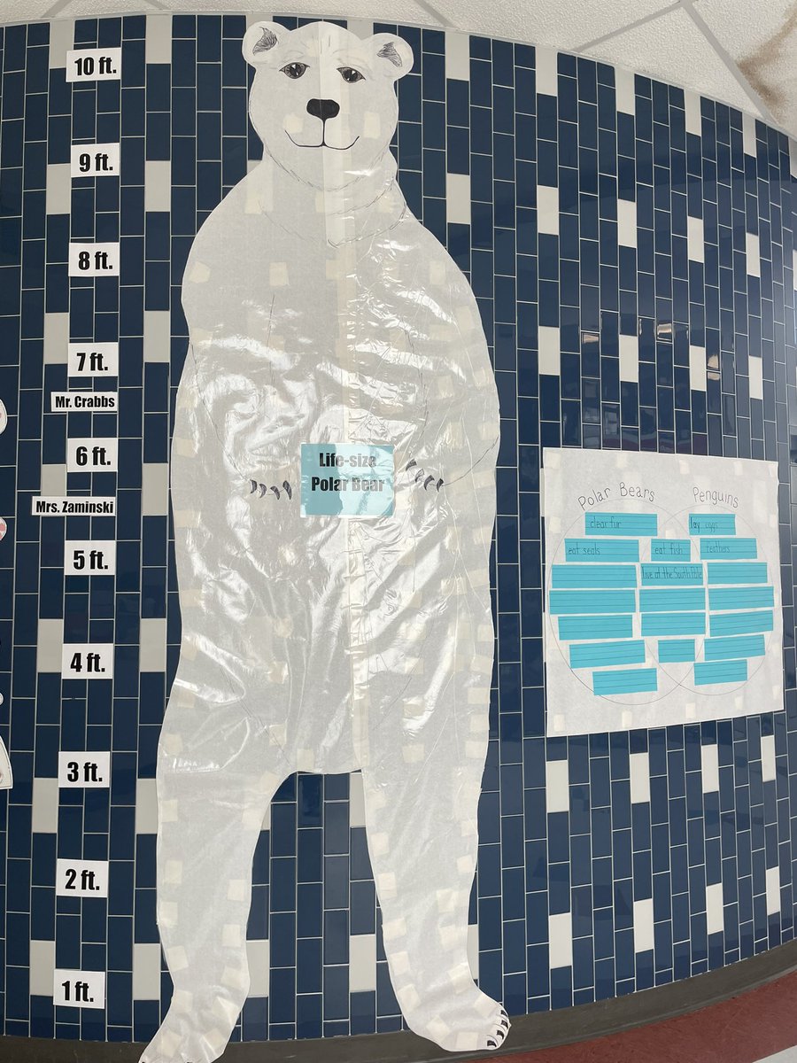 CTE17331's tweet photo. Kindergarten is learning about arctic animals! Not even Mr. Crabbs is as tall as a polar bear!! https://t.co/w2jxfl53UU