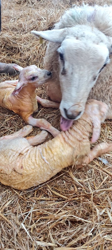 These guys arrived earlier today. Mum needed a bit of help as one lamb got itself a bit tangled up and stuck.

#lambspam #lambinglive #lamb24 #lambing23