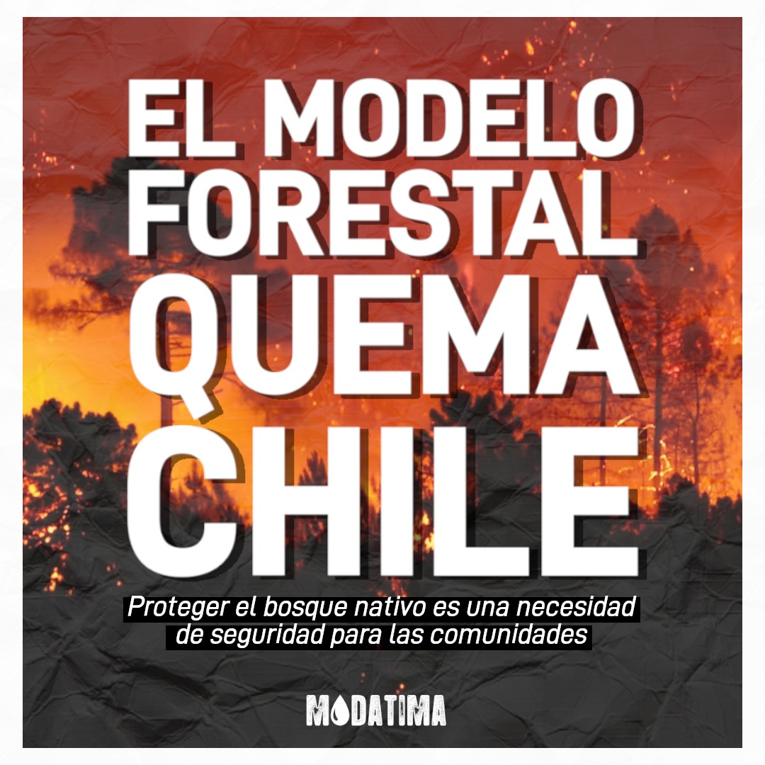 modatima_cl's tweet photo. Chile se quema y urge hablar del problema d fondo: la falta d planificación territorial permite que las #forestales avancen destruyendo el #BosqueNativo y exponiendo a las comunidades a incendios desatado. Y el estado financia este peligro a través del DFL701. #FinModeloForestal https://t.co/bgrx19G0Ya