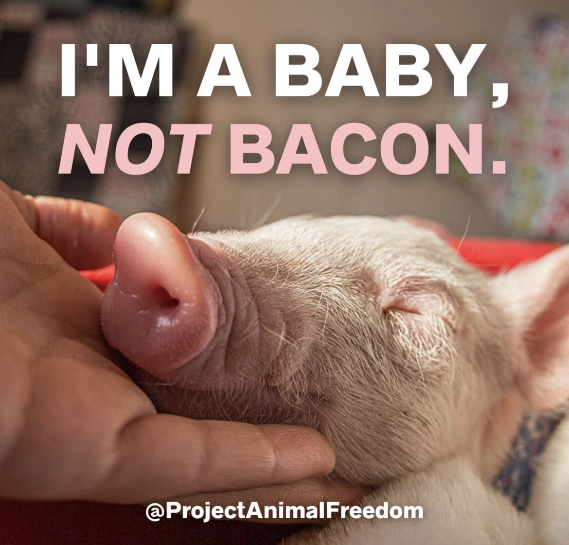 veganhotty's tweet photo. Save a precious life. Go vegan. 💚 https://t.co/bzMfe1ythS
