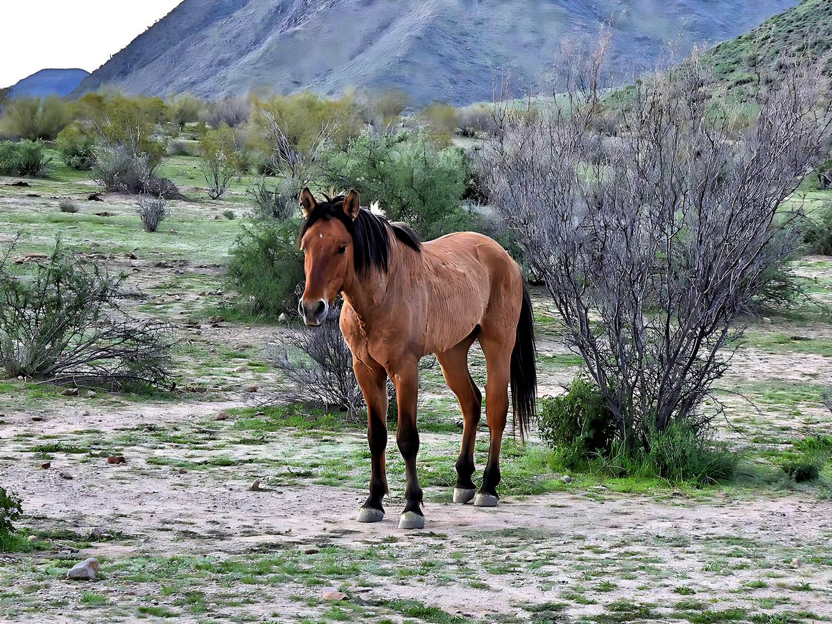 Good weather and good forage for the #SaltRiver #wild #horses this time of year. #Arizona