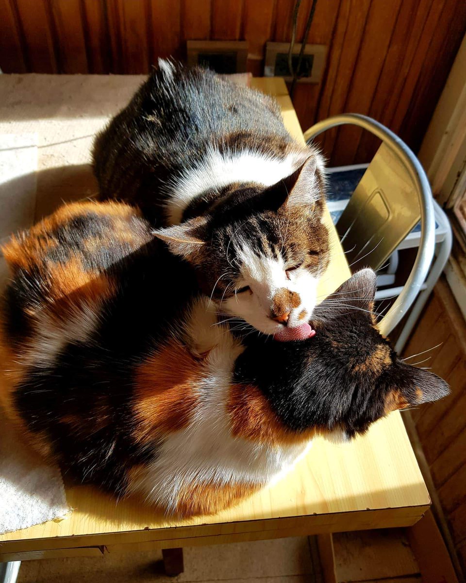 #gatos