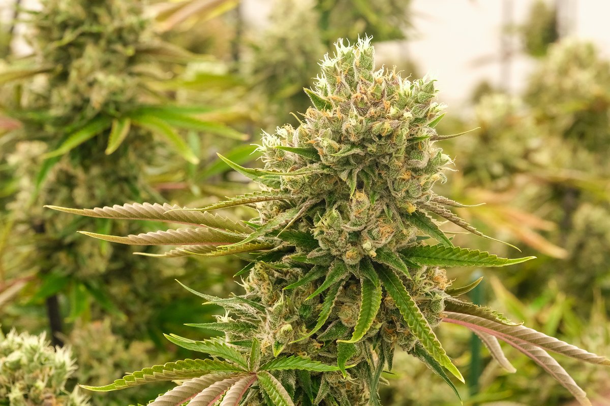 CTPharmaSol's tweet photo. 👀 A look at what's to come from one of our grow rooms.

You must be 21 years or older to view this content. https://t.co/Yc312oC1ep