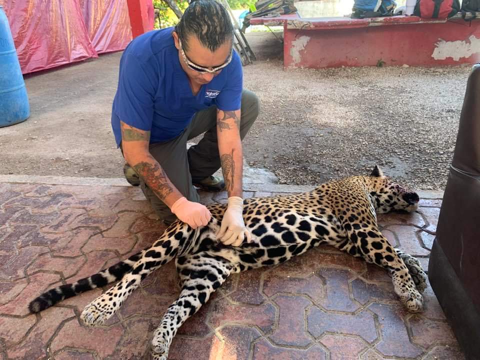 PlayaRiviera's tweet photo. Naku, la jaguar atropellada en Playa del Carmen estaba embarazada, su cachorrita estaba lista para nacer. 😔🐆💔🐾

La necropsia reveló que tenía más de 90 días de gestación, por lo que la bebé jaguar estaba a uno o dos días de llegar al mundo... https://t.co/DkjeopJXwX