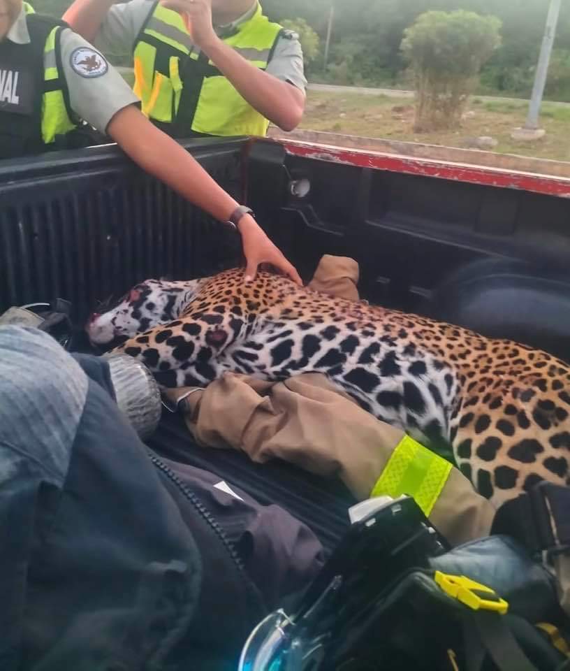 PlayaRiviera's tweet photo. Naku, la jaguar atropellada en Playa del Carmen estaba embarazada, su cachorrita estaba lista para nacer. 😔🐆💔🐾

La necropsia reveló que tenía más de 90 días de gestación, por lo que la bebé jaguar estaba a uno o dos días de llegar al mundo... https://t.co/DkjeopJXwX