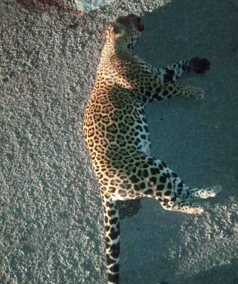 PlayaRiviera's tweet photo. Naku, la jaguar atropellada en Playa del Carmen estaba embarazada, su cachorrita estaba lista para nacer. 😔🐆💔🐾

La necropsia reveló que tenía más de 90 días de gestación, por lo que la bebé jaguar estaba a uno o dos días de llegar al mundo... https://t.co/DkjeopJXwX