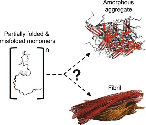 📖  Make sure to check out this excellent guide to studying protein aggregation, included in issue 3:
🔗 buff.ly/40okiGN
✏️ By Joost Schymkowitz, Frederic Rousseau and colleagues @CBD_VIB @KU_Leuven 

#proteinaggregation #fibrils #proteinhomeostasis #aggregationkinetics