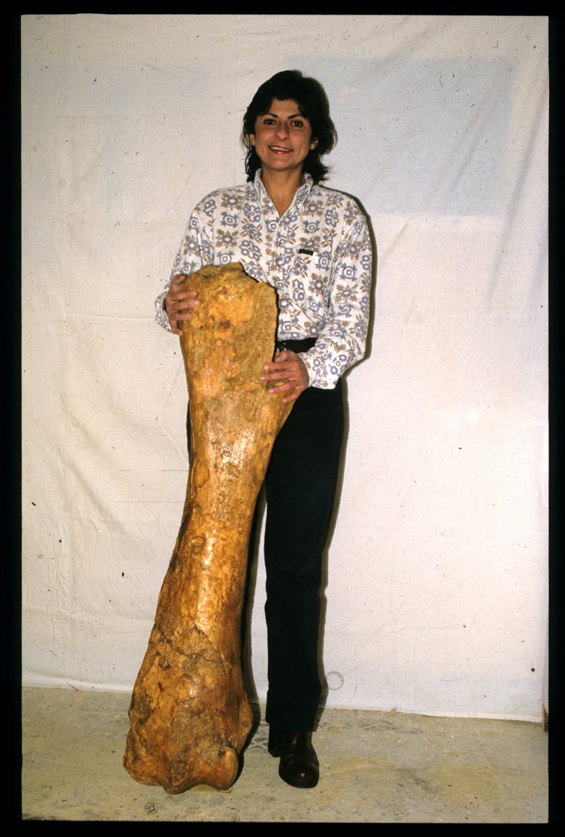 amayor's tweet photo. What did ancient people think about huge fossils of extinct creatures?
Find out in #FirstFossilHunters
@amayor & Pleistocene woolly rhino femur collected by ancient Greeks at Nichoria
Ana Pinto & mammoth fossil thigh bone
Map of ancient discoveries of fossil beds
#FossilFriday https://t.co/0KmhZ5tLP1