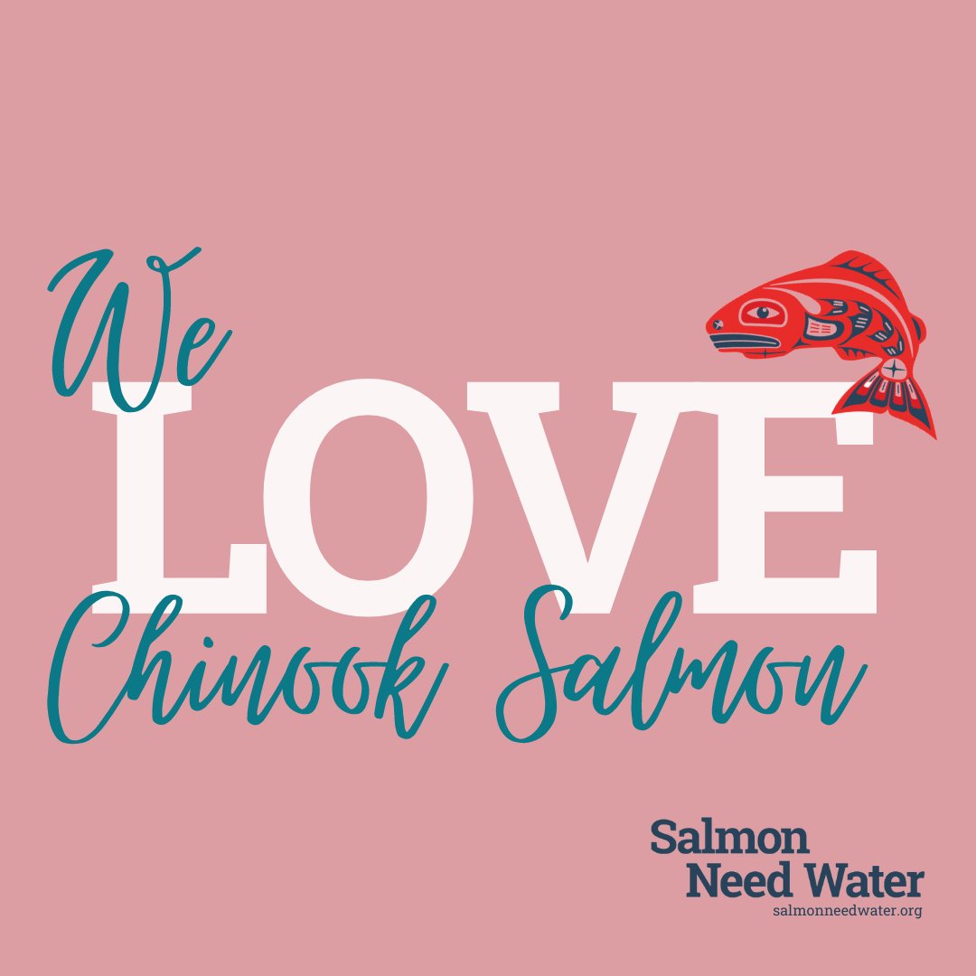 salmonneedwater's tweet image. We 💙 Chinook Salmon! Through the upcoming adjudication of the Nooksack River basin, we will be doing our honored and sacred duty of protecting salmon that has been ours since time immemorial. Learn more at our website. #salmonneedwater #timeimmemorial