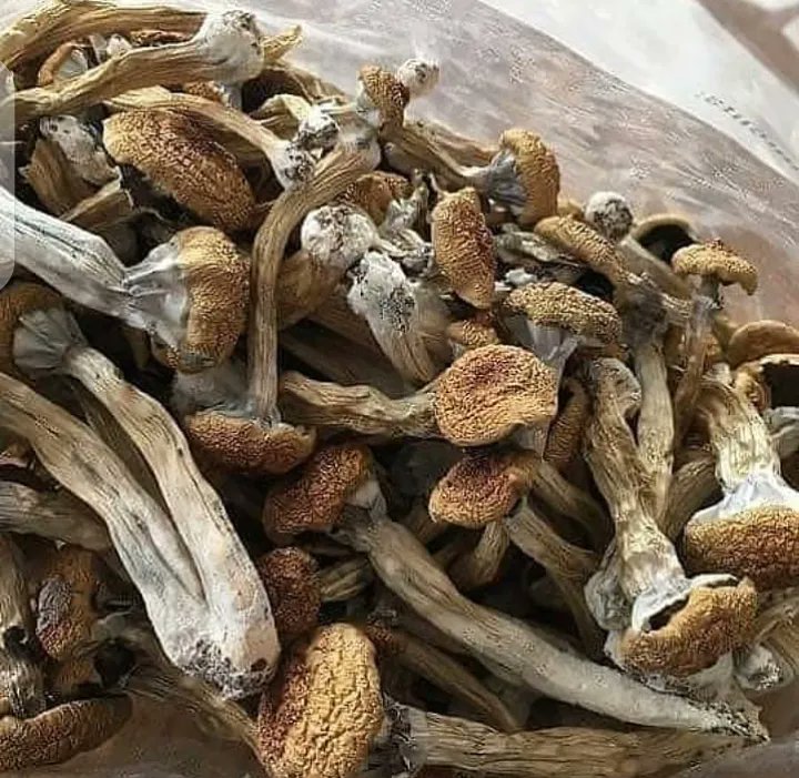 Istoe_1's tweet photo. How much does shrooms cost where you at?
#Calibuds #Cannabiscomunity #Mmemberville #Writeweed #Stoners #Cannabisculture #Cannabislife #Cannabislegalization #Weedlovers #Weedsmokers #Weedgrowers #Weedlife #Weedgroups #Cookies #Vapepens #Concentrate #Edibles #Cbd #Wax #Mushrooms https://t.co/1Mie0tArGC
