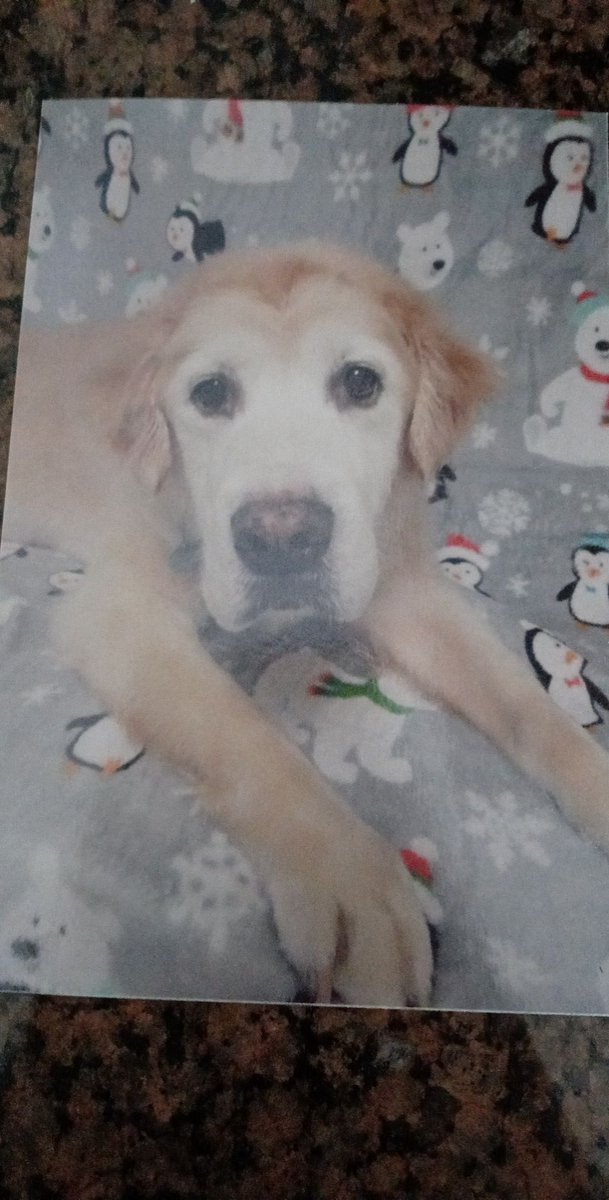 cschu084's tweet photo. @TheGoldenRatio4 A not so great picture of my old boy https://t.co/SqOHEEIaqg