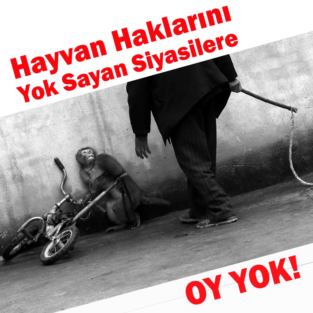 Dilek Özkan (🌱) (@mediozkan20) on Twitter photo 