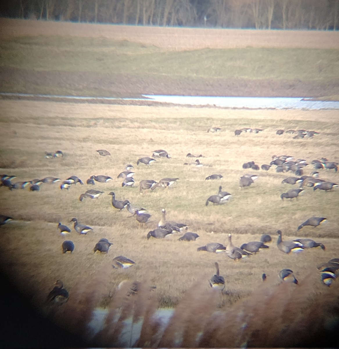 A thoroughly enjoyable visit to Sheppey today: Leysdown, Swale NNR and Queenborough. Highlights include: peregrine, many marsh harriers, ringed plovers and barnacle geese!

#Birdwise #Birding #BirdsOfTwitter #BirdsOfPrey #ShareOurShores