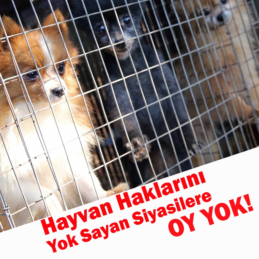 Dilek Özkan (🌱) (@mediozkan20) on Twitter photo 