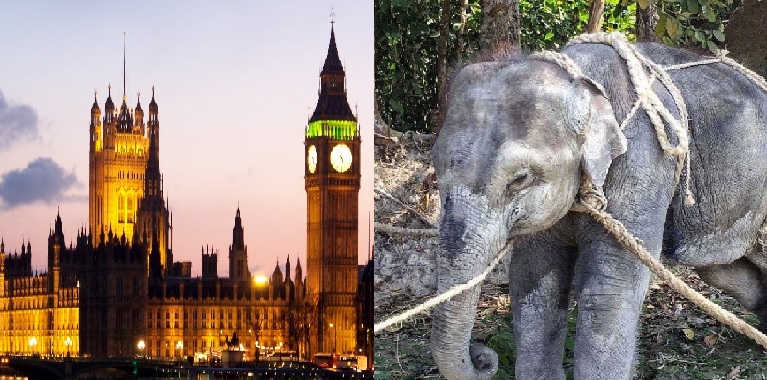 stae_elephants's tweet photo. Huge day for elephants and all abused tourism species in Parliament today as STAE’s Animals (Low Welfare Activities Abroad) Bill sponsored by Angela Richardson MP unanimously voted through Second Reading. Please back STAE’s fight. 
@MeganMcCubbin  @StanleyPJohnson  @PeterEgan6 https://t.co/s2l5IODVl4