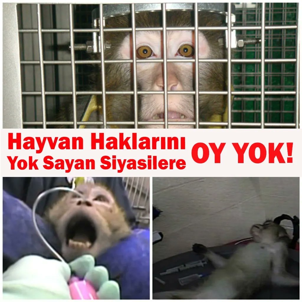 Dilek Özkan (🌱) (@mediozkan20) on Twitter photo 