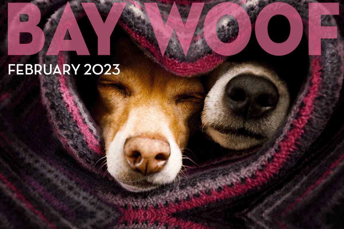 Bay Woof Foundation tweet media