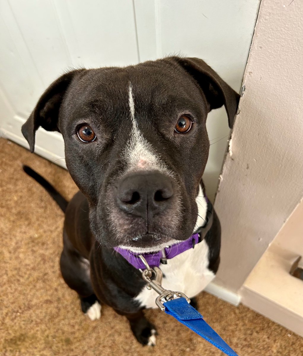 PoundHoundsResQ's tweet photo. Oh lookie here 👀 #freedompics of Drumstick158312
and Huggin161879!
Our repeat fosters are who are saving these dogs. Working hand in hand saving one euthanasia list dog, one at a time! https://t.co/KbntnphtGH