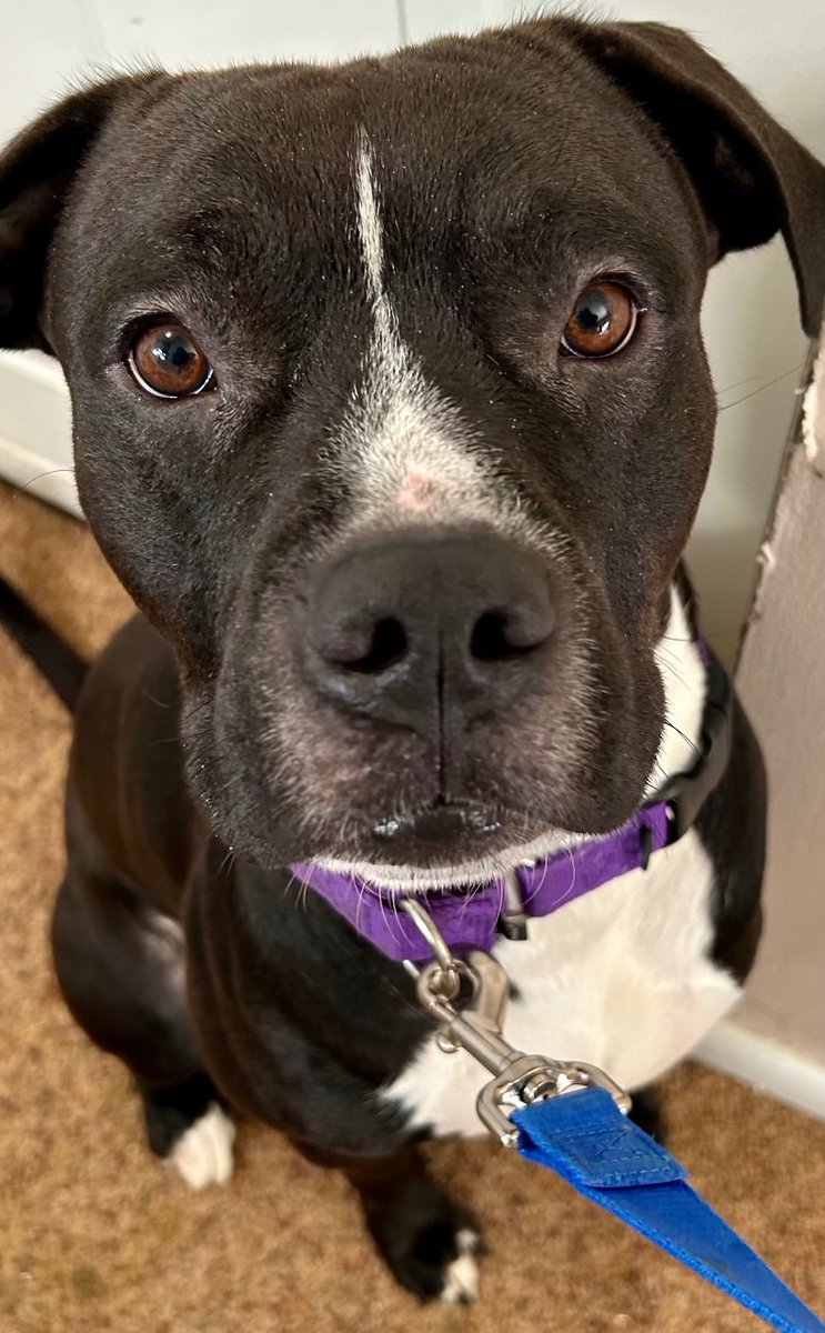 PoundHoundsResQ's tweet photo. Oh lookie here 👀 #freedompics of Drumstick158312
and Huggin161879!
Our repeat fosters are who are saving these dogs. Working hand in hand saving one euthanasia list dog, one at a time! https://t.co/KbntnphtGH