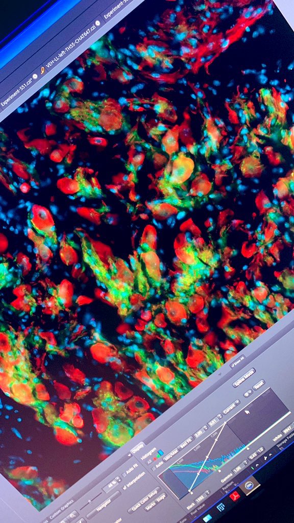 Ariana Sattler tweet media