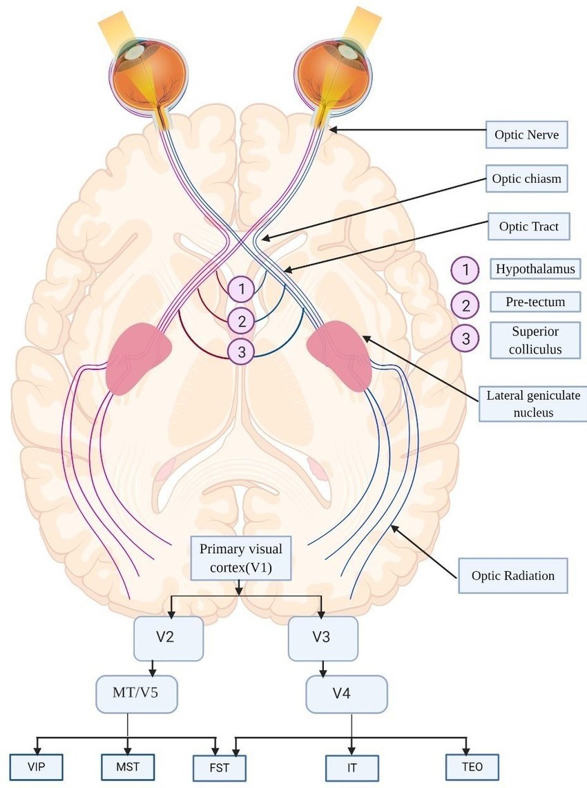 A schematic representation of the visual pathway: From eye to visual cortex.

Source: Pratibha Ahirwal

#neuroscience #MedTwitter