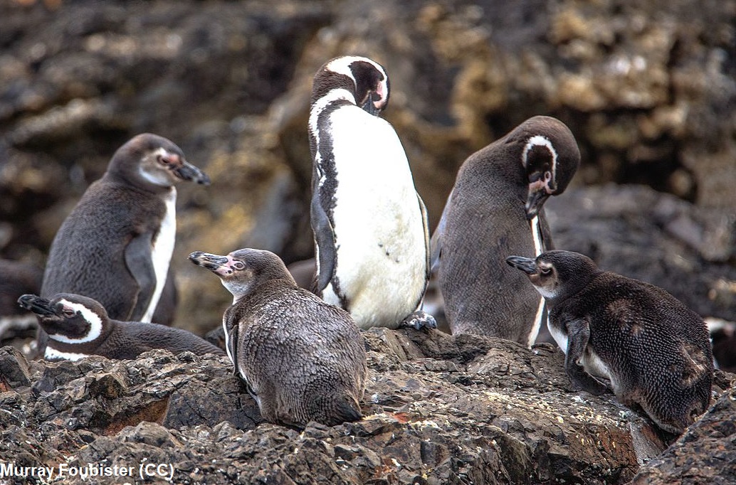 EMUJournal's tweet image. Corticosterone levels, leukocyte profiles, and foraging and diving behaviours of Humboldt penguins during chick rearing in Northern Chile

tandfonline.com/doi/abs/10.108…

#ornithology #penguin
