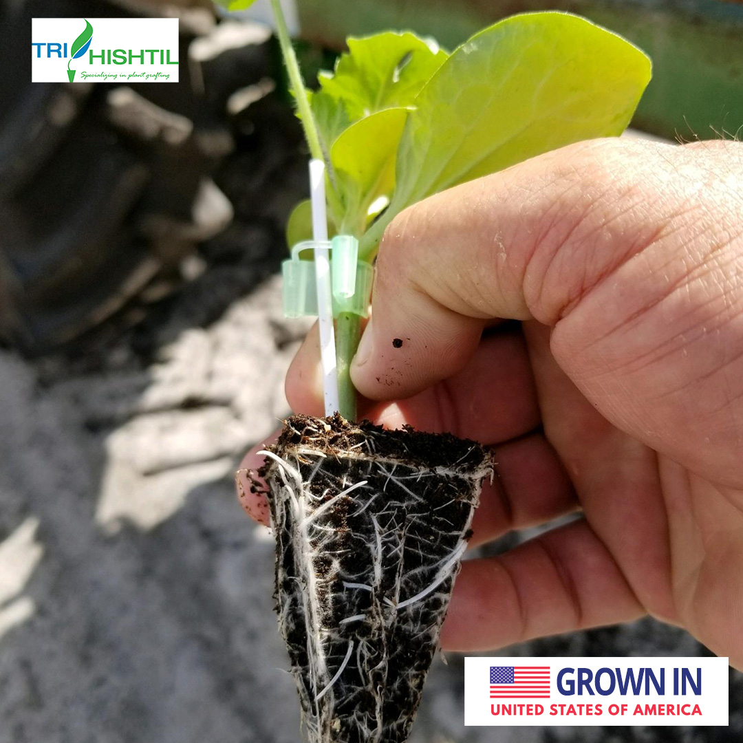 TriEst_Ag's tweet photo. Our partner, Tri-Hishtil, has quality grafted plants that offer improved root systems, increased vigor, and better overall plant and vine health. Contact us to learn about what they could do for your 2023 production system. https://t.co/ky8pxRoWkv
.
#HealthyFields #HealthyYields https://t.co/5QcCpvoqIX