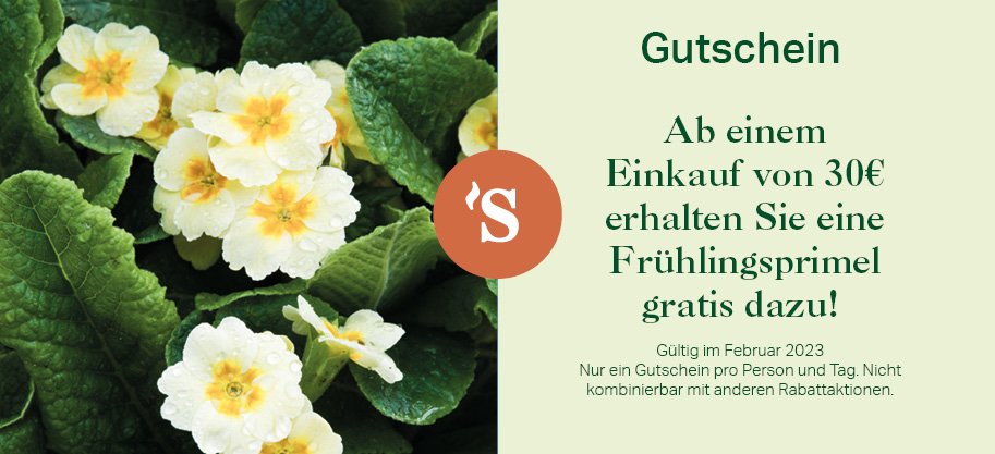 schleys_blumen's tweet photo. Wünschen Sie sich eine #Primel für Zuhause? Informieren Sie sich über unser Angebot im Februar: https://t.co/MIb4t1yD6X  

#blume #gratis #schleys #februar #rabatt https://t.co/gZ600tKJH9