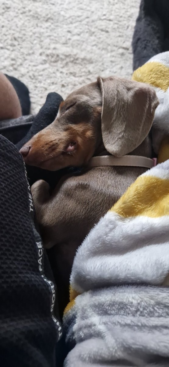 KaramiKeyvan's tweet image. I definitely think Pudding is comfy. #itsadogslife