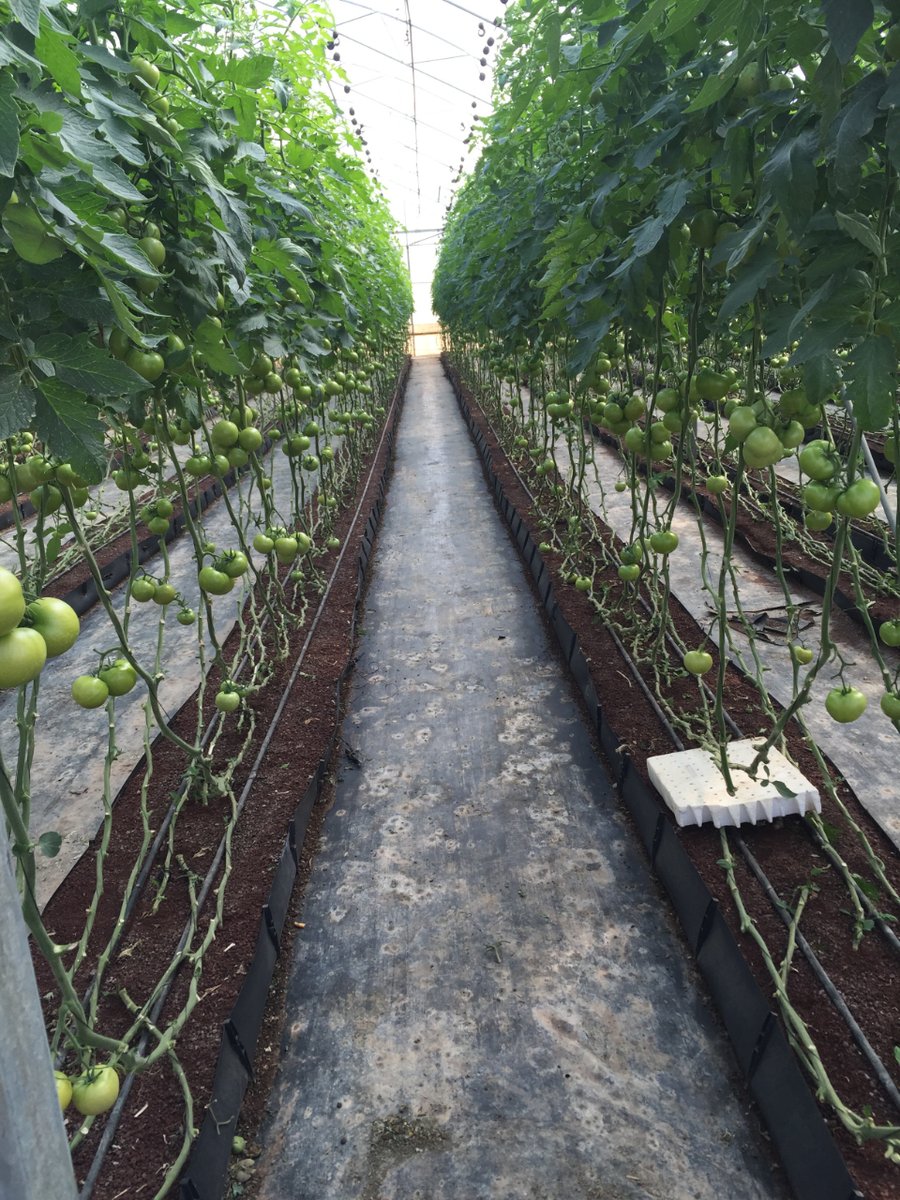 #Cultivo de #tomate 🍅 en sistema contenedor con fibra de coco Pelemix