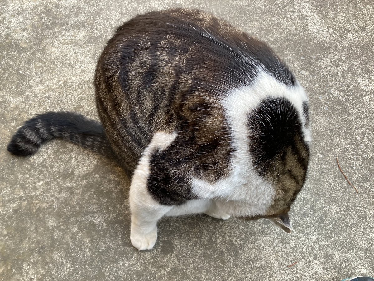 kintorepanman's tweet photo. 今日の撫で猫🐈 https://t.co/GTmly9hDIu