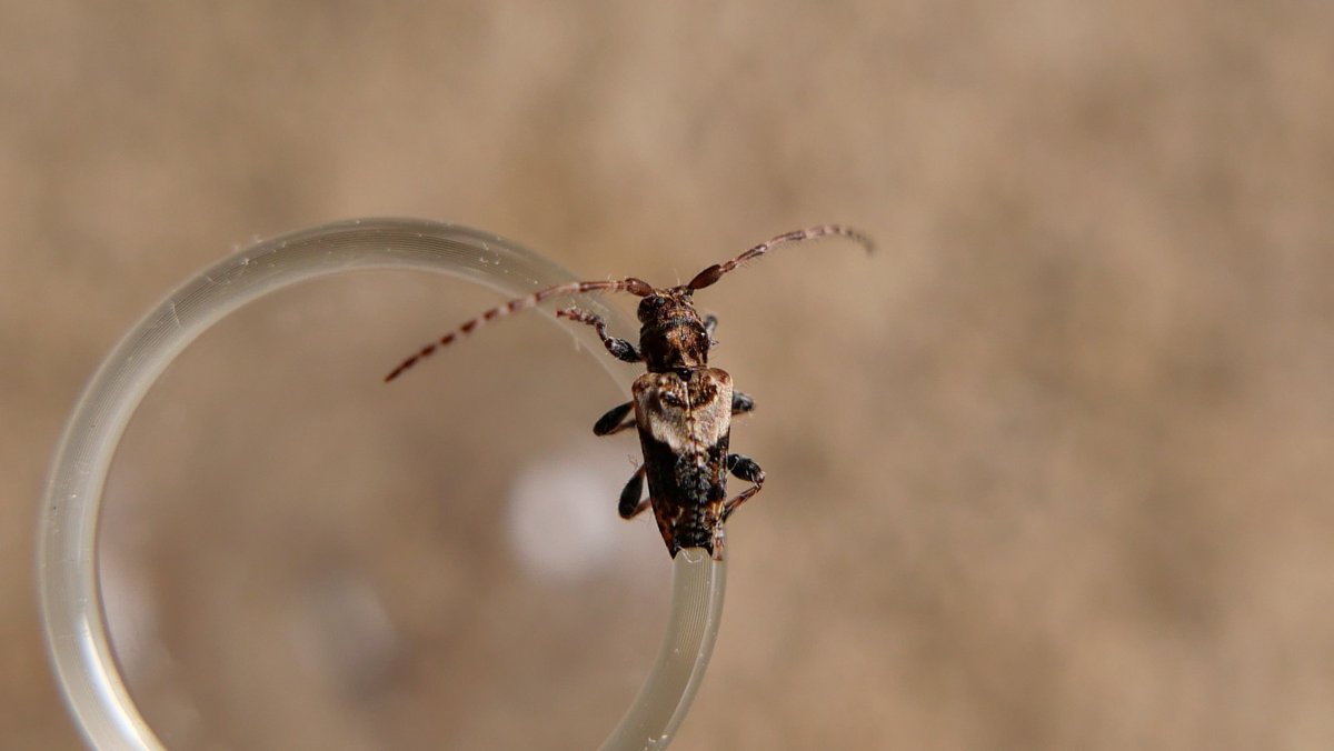 Pogonocherus hispidus this morning in Bengeo garden,  as usual 1st longhorn species to emerge here. <a href="/NLonghornRS/">National Longhorn Beetle Recording Scheme</a> <a href="/hertsbna/">BNA – Herts branch</a> #Cerambycidae #attractedtolight