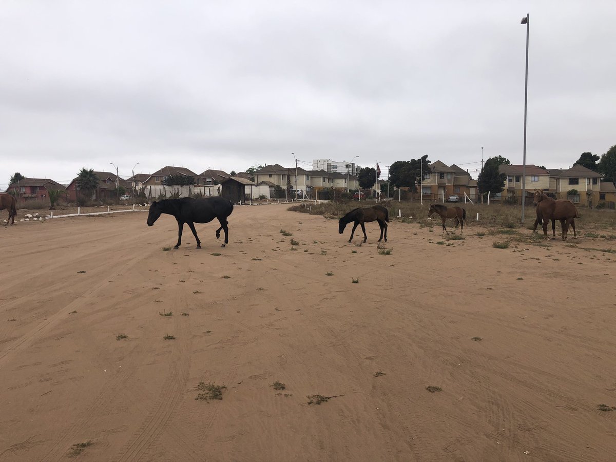 jhasfurab's tweet photo. Siguen los caballos sueltos. Ahora ingresaron a los terrenos de la CORDEP @TTICoquimbo https://t.co/idUrZaVaC4