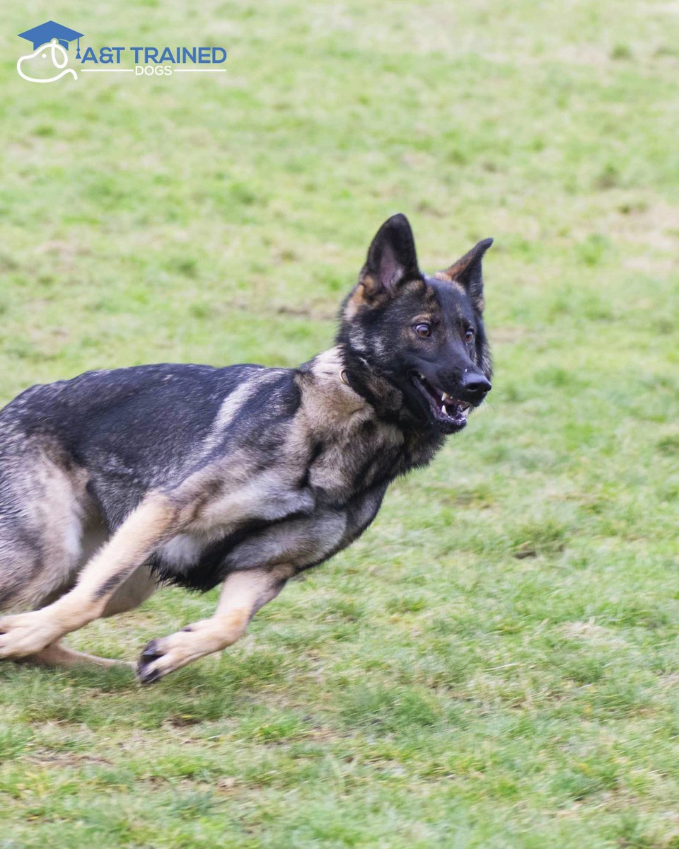 at_traineddogs's tweet photo. When you’ve got that #fridayfeeling 😂🐶
#Dogs #Traineddogs #fluffyfriends #attraineddogs #welltrained #lancashire #uk #perfectpet #pet #cute #dogoftheday #Heronswoodcanineretreat #heronswood #dogphotography #protectiontraining #boarding #grooming https://t.co/x4dRRKk2yM
